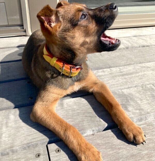 日向ぼっこをするハロちゃん