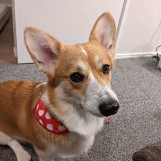 見つめるウェルシュ・コーギー・カーディガン