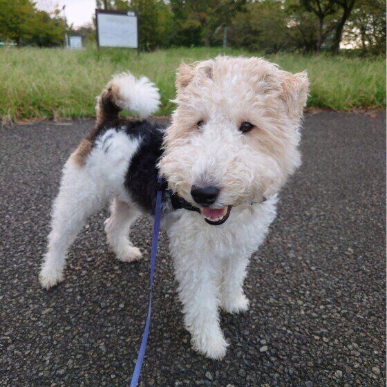 犬がイライラするとどんな仕草や行動をする？ 犬のイライラサインとは いぬのきもち