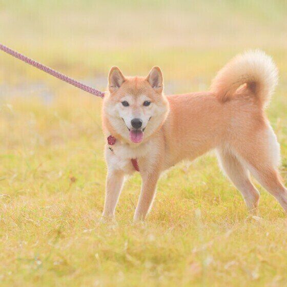 散歩中の柴こまちちゃん