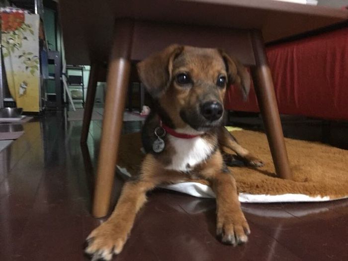 テーブルの下にいる犬 1才