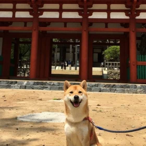 家族旅行中のサスケくん