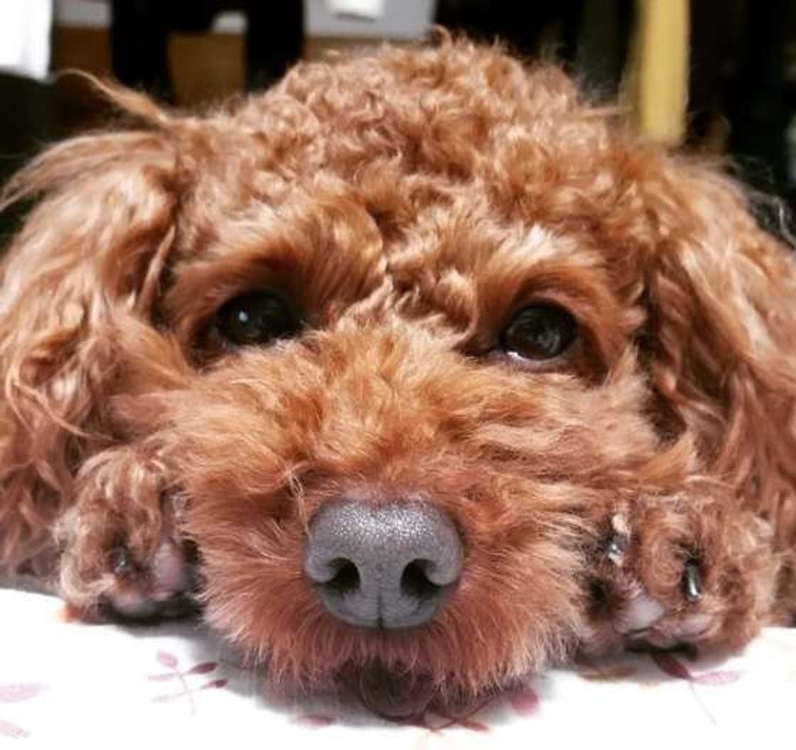 犬が飼い主さんの体に あご乗せ してくるときの ホントの気持ちは いぬのきもちweb Magazine 犬が飼い主さんの体に あご乗せ してくるときの ホントの気持ちは いぬのきもちweb Magazine