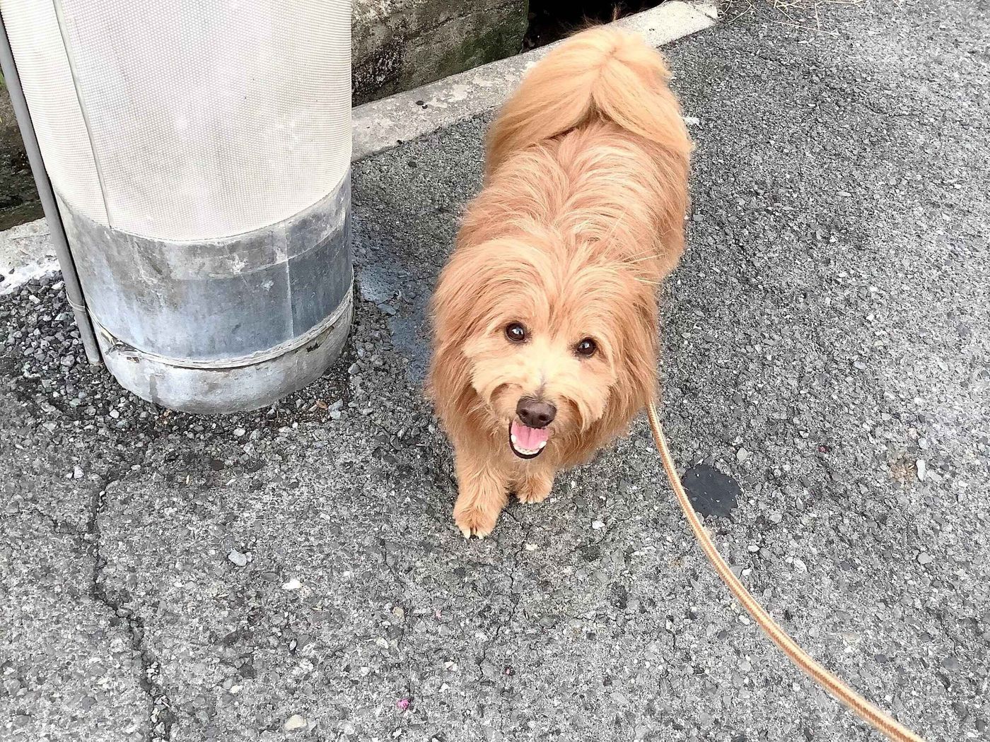 ふわふわモップの頭のちょっと困ったところ 連載 こぐま犬てんすけ Vol 114 いぬのきもちweb Magazine ふわふわモップの頭のちょっと困ったところ 連載 こぐま犬てんすけ Vol 114 いぬのきもちweb Magazine