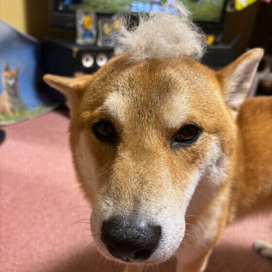 犬の換毛期がやってきた！ 犬の換毛期や抜け毛対策にまつわるQ&A いぬのきもち