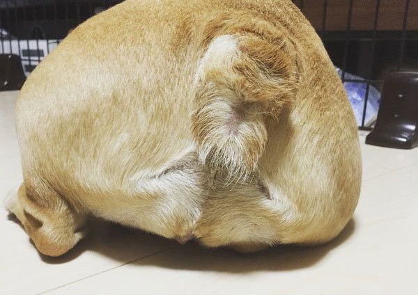 おしりを向けるフレンチ・ブルドッグ