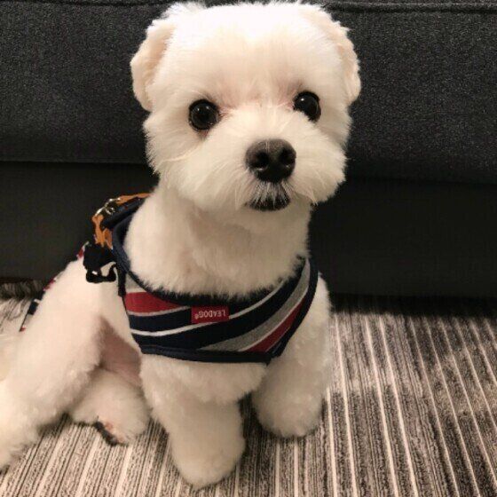 見つめるマルチーズ