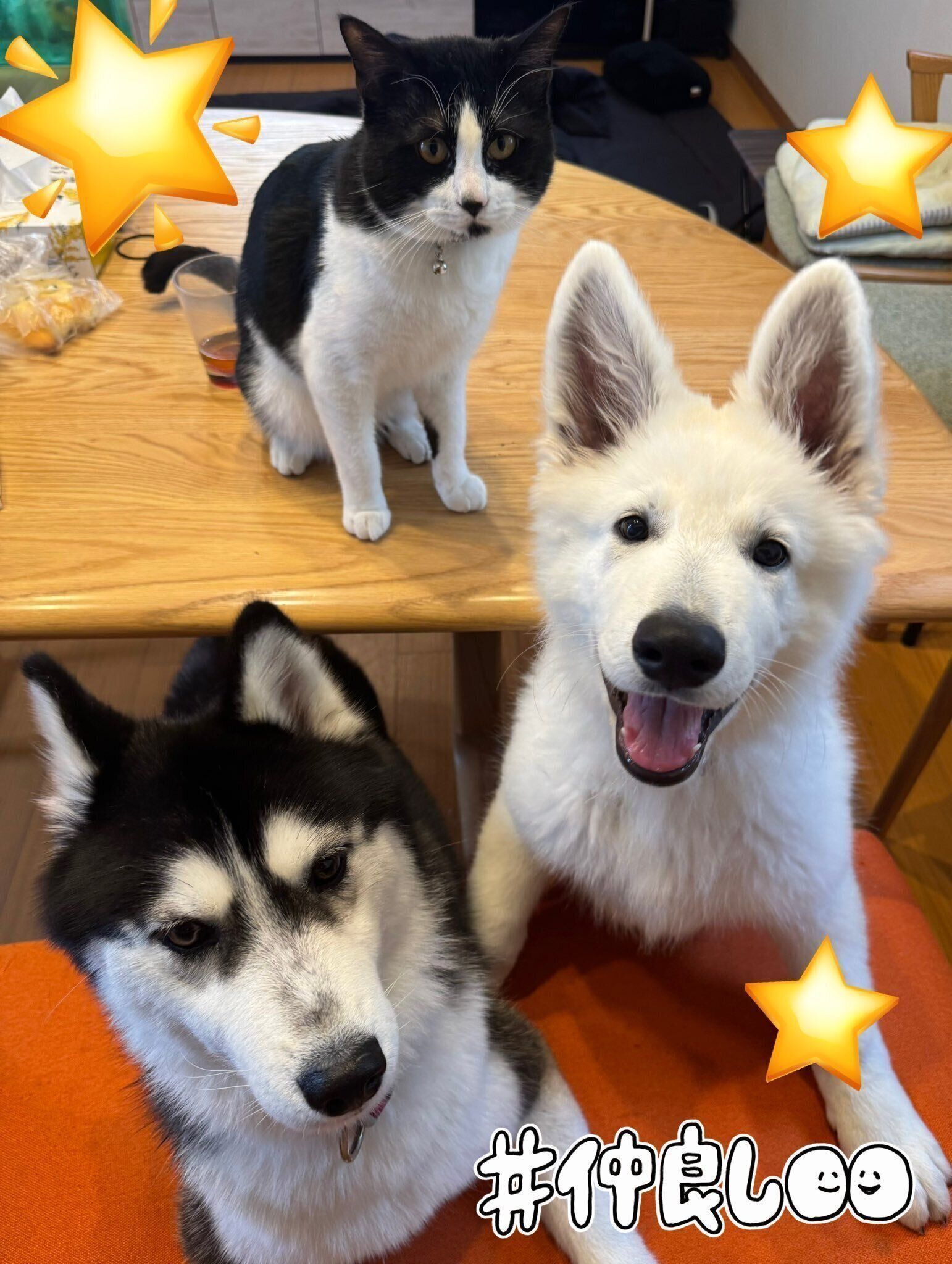 仲良しなゼロくん、ソフィちゃん、先住猫・バロンくん