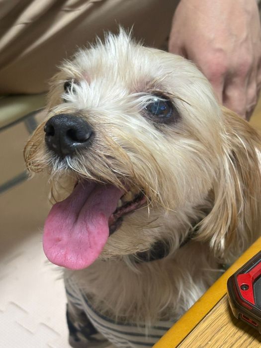 笑顔の表情の犬