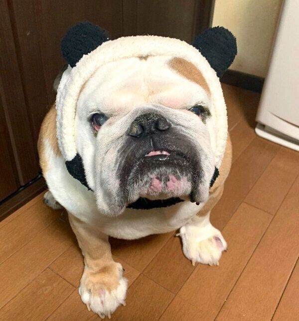 かぶりものを被るぶるおくん