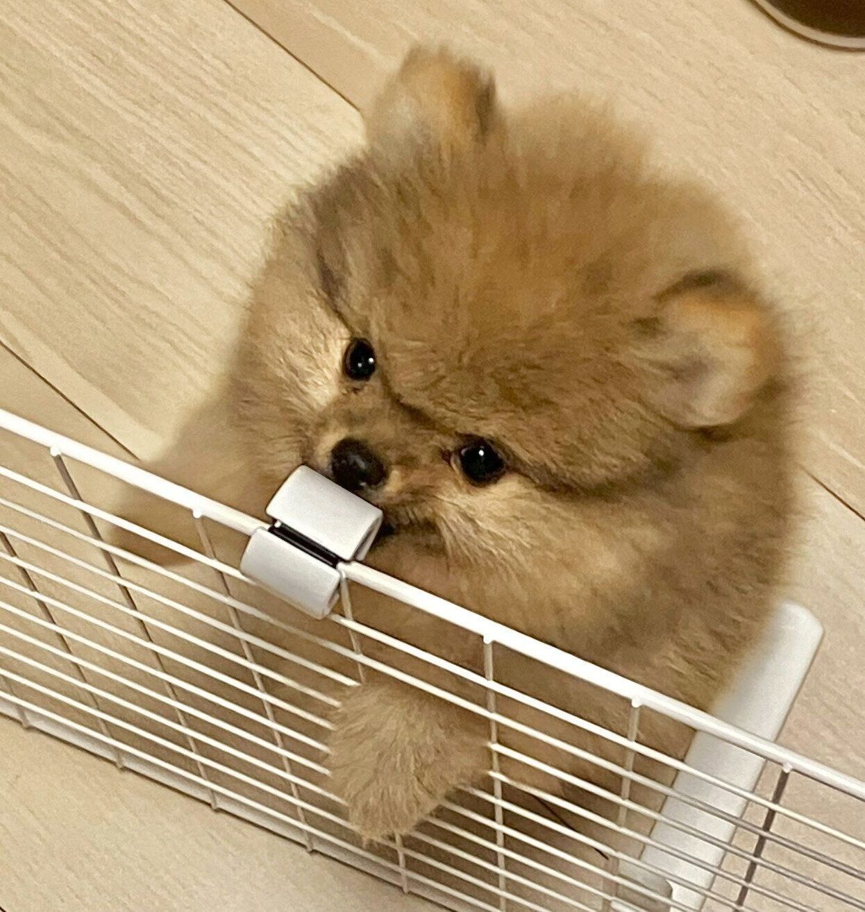 子犬時代のケチャ丸くん