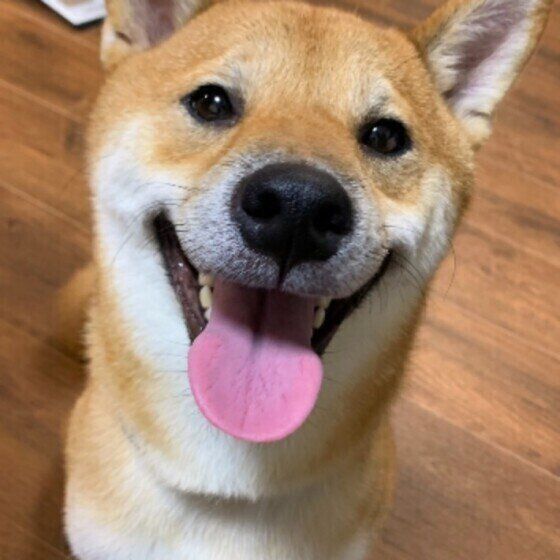 獣医師監修 犬の腎臓病とは 症状や原因 治療法 食事管理について解説 いぬのきもちweb Magazine