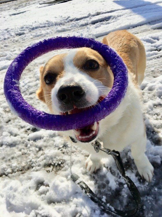 プラーで遊ぶ犬