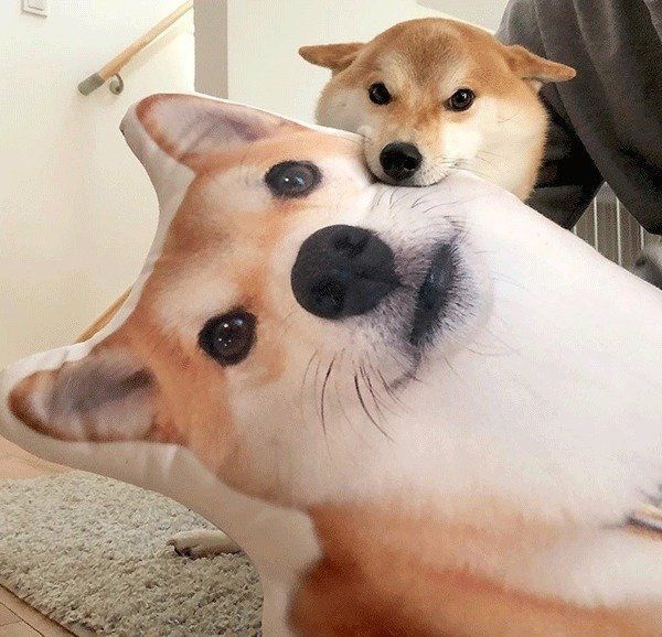 クッションをくわえるこてつくん