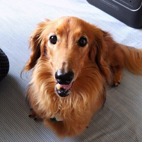 犬の食べ方でわかる？ 犬がごはんをおいしく食べていないときの行動と対処法 いぬのきもち