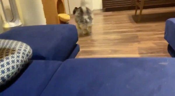 ぴゅーっと逃げるたろ吉ちゃん