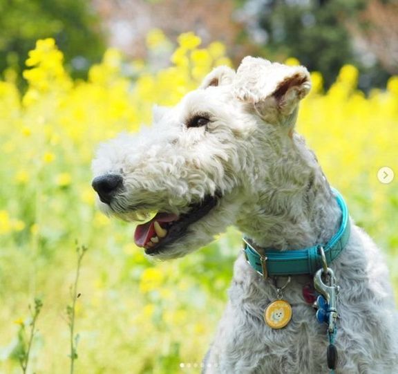 元保護犬・こっぺぱんちゃん