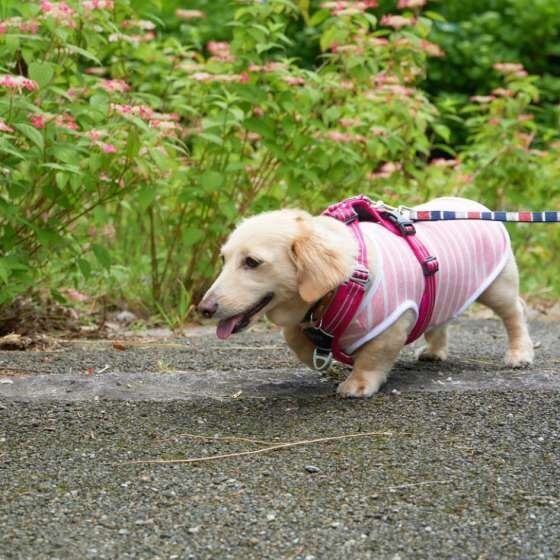 散歩するミニチュア・ダックスフンド