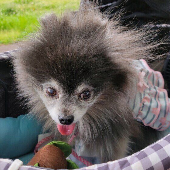 ポメラニアンのチョコちゃん