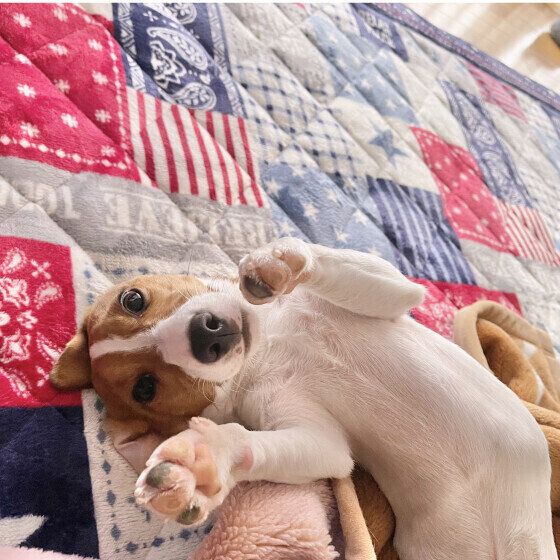 愛犬がぐっすり眠れていないかも？ 具合の悪い犬の眠り方を獣医師に聞いた いぬのきもち