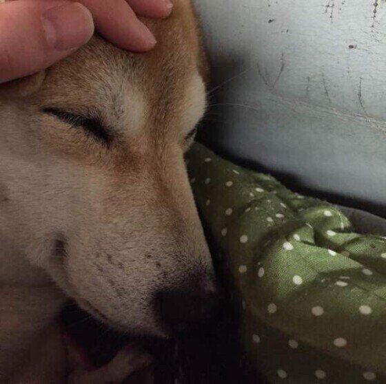 幸せそうな寝顔の柴犬。 ハナ