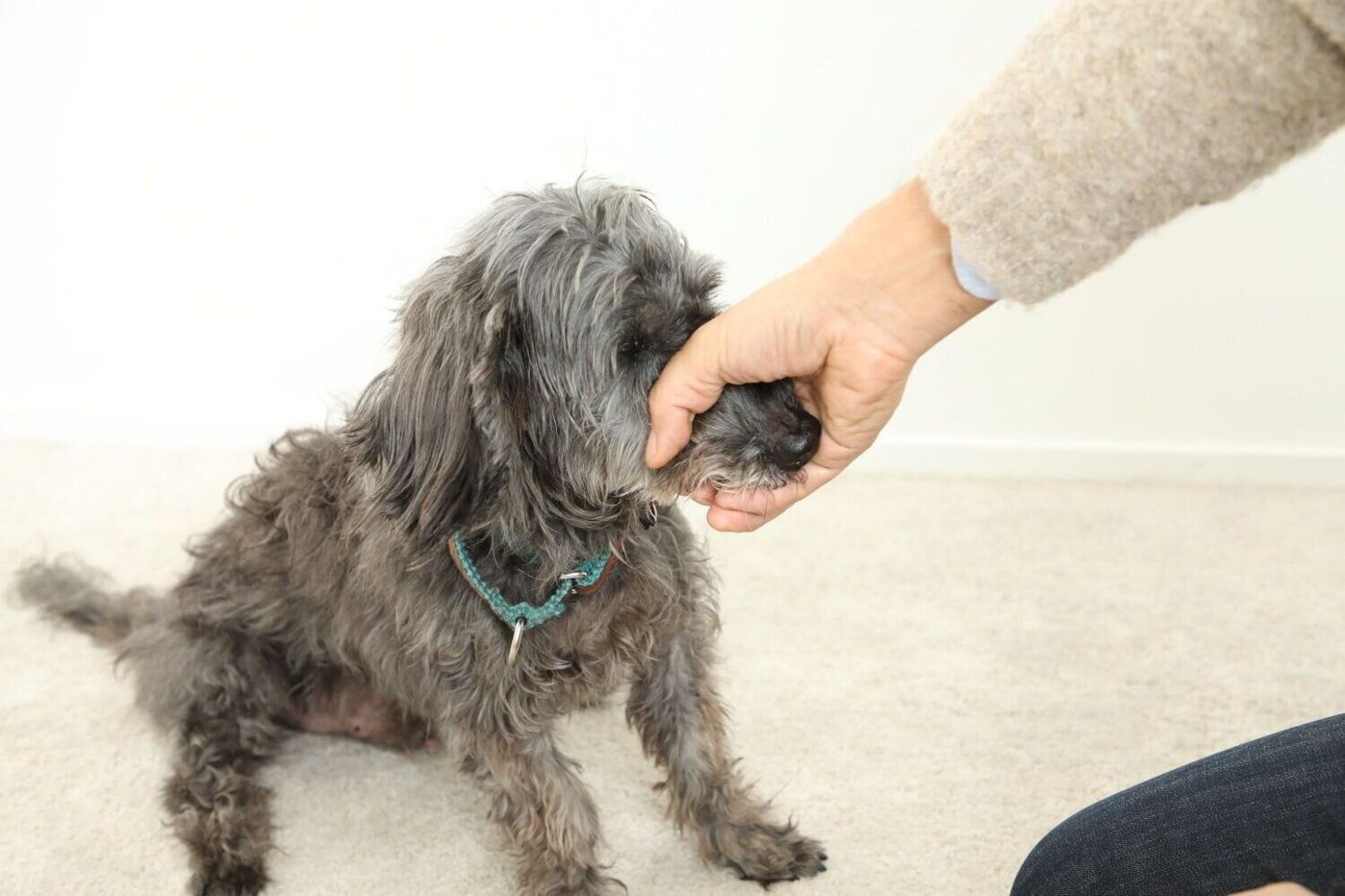 目ヤニ取りで噛む ブラッシングで噛む お手入れに噛む犬への対処法とは いぬのきもちweb Magazine 目ヤニ取りで噛む ブラッシングで噛む お手入れに噛む犬への対処法とは いぬのきもちweb Magazine