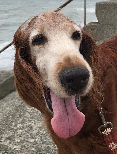 舌を出したアイリッシュ・セター