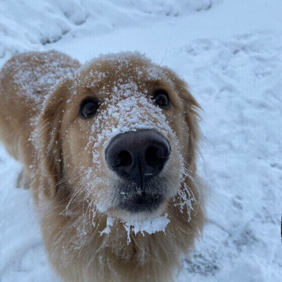 愛犬と歩く冬散歩の注意点とは？ 凍結した冷たい路面や薬剤にも注意！  いぬのきもち