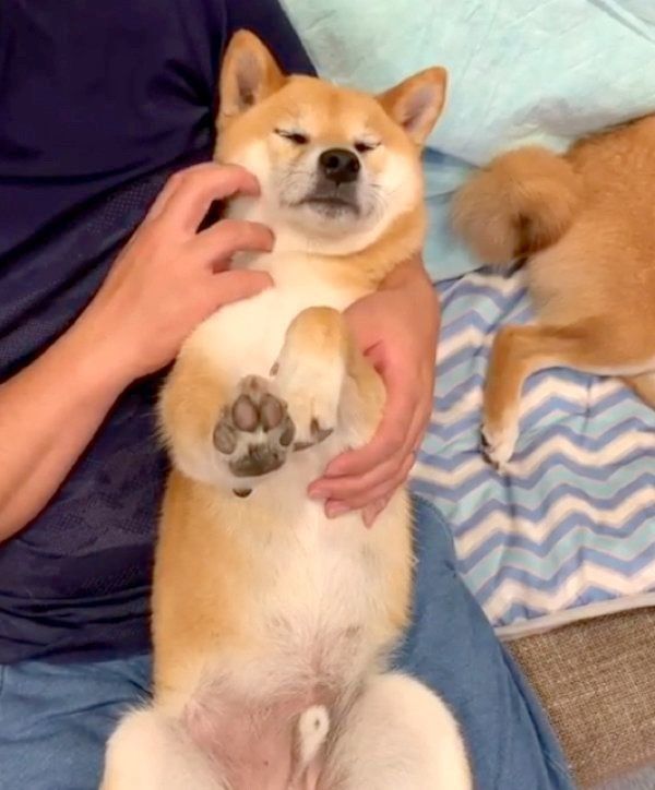 マッサージ中に手を伸ばす柴犬