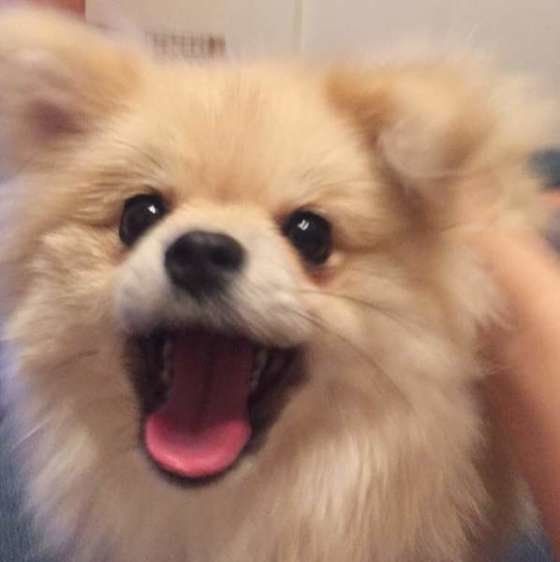 笑顔のポメラニアン
