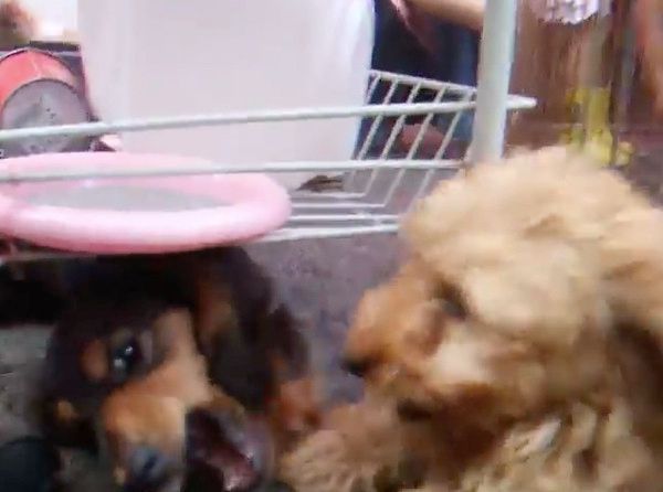 ケンカする子犬