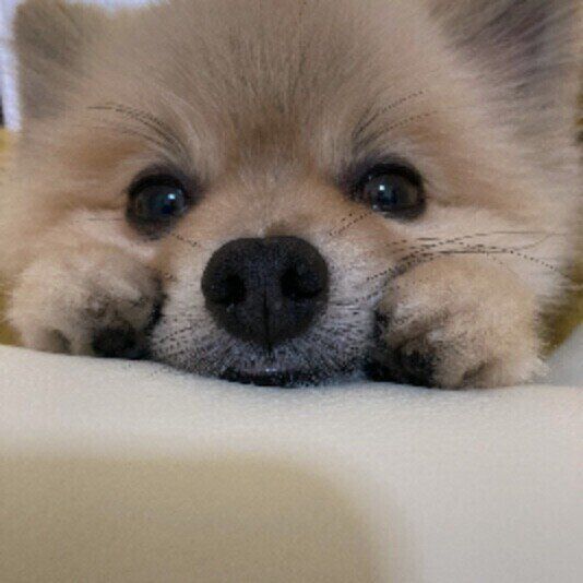 ポメラニアンのポンスケくん