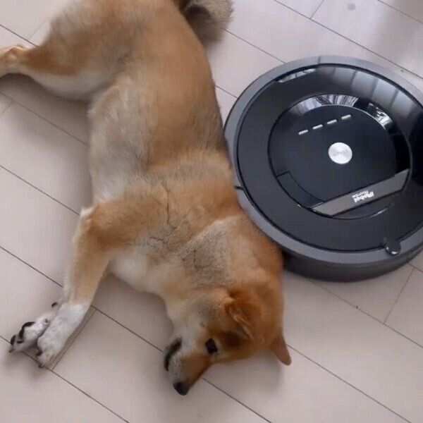 ルンバがぶつかっても動かないぽんずちゃん