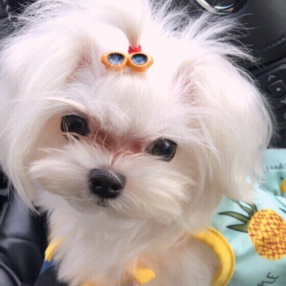 見つめるマルチーズ