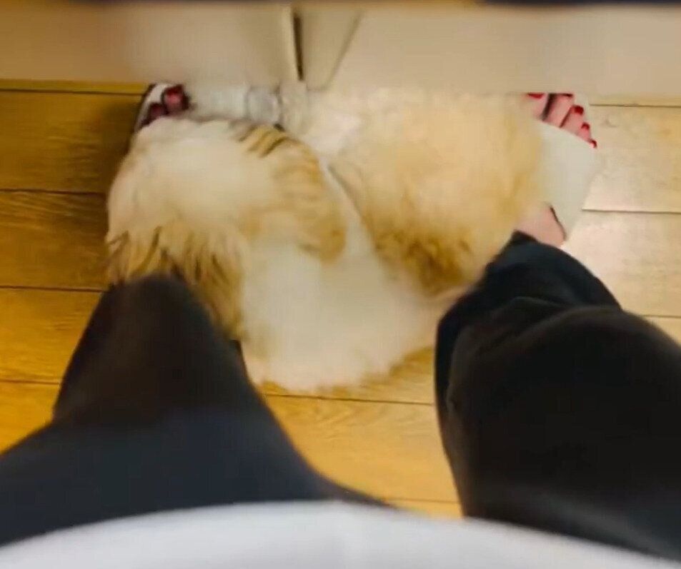 足の間に移動し寝てしまった