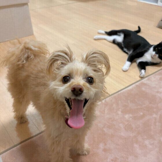 犬が部屋の中で急に走り出すのはなぜ？ 犬が室内を爆走する理由と対処法 いぬのきもち