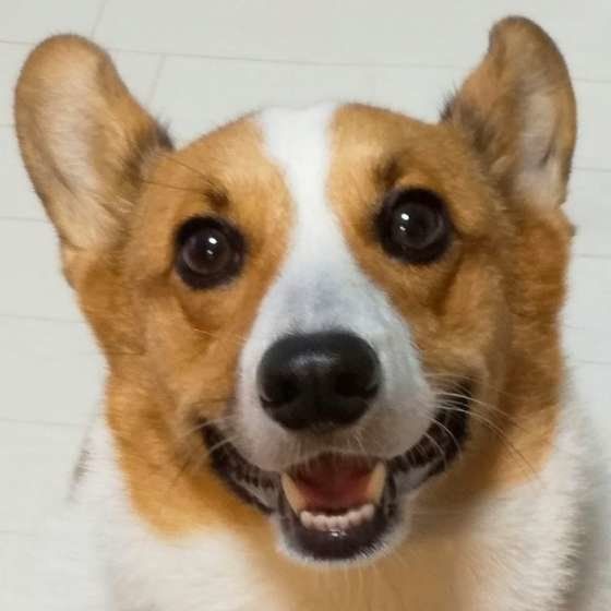 笑顔のコーギー