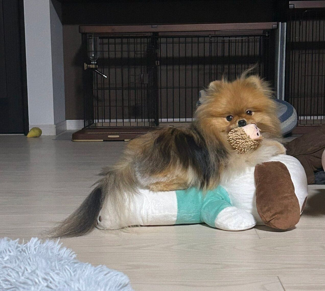 見つめるメロンちゃん