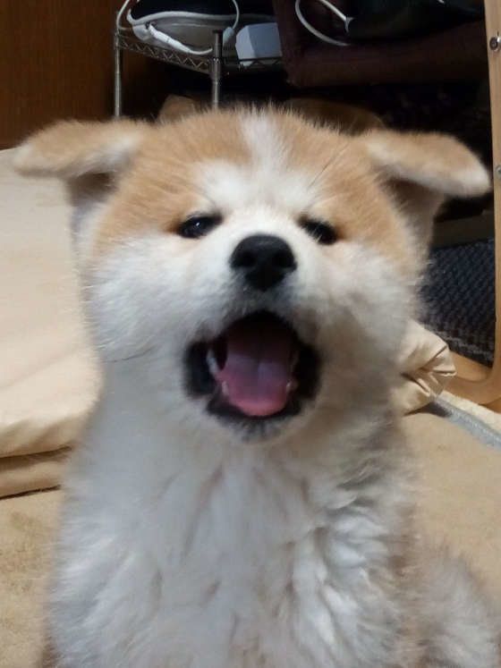 秋田犬のパピー、可愛い♪