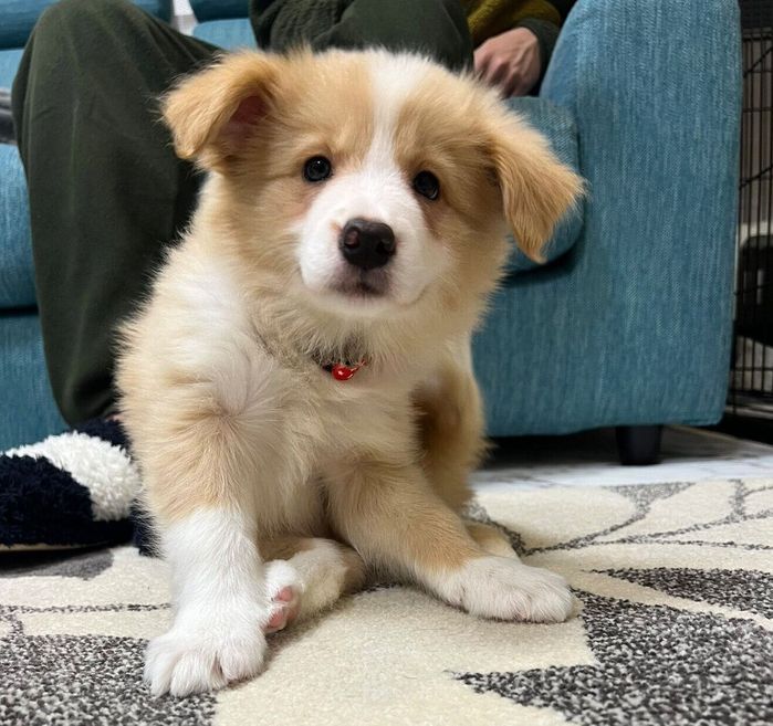 お迎えしたばかりのころのラピちゃん