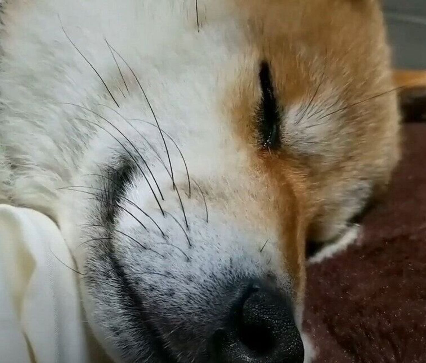 究極の癒し効果 柴犬の寝顔をひたすら眺める動画に癒される いぬのきもちweb Magazine 究極の癒し効果 柴犬の寝顔をひたすら眺める動画に癒される いぬのきもちweb Magazine