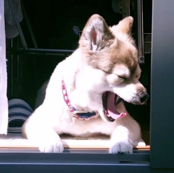 日向ぼっこする犬