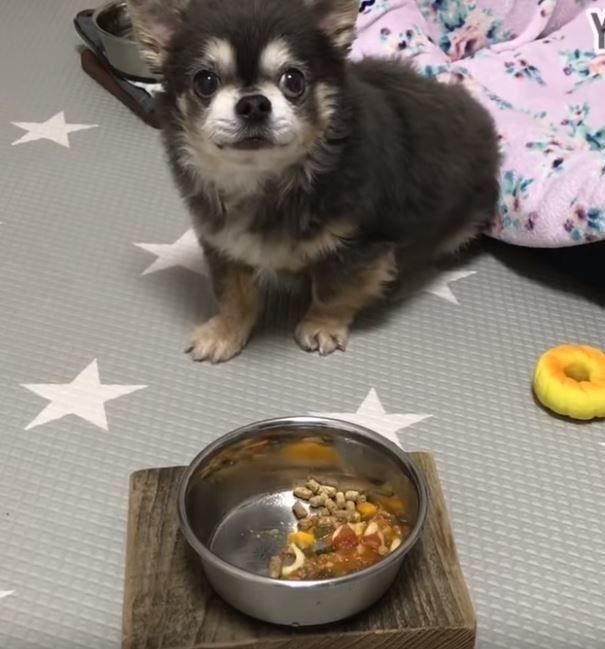 ごはん中のチワワ