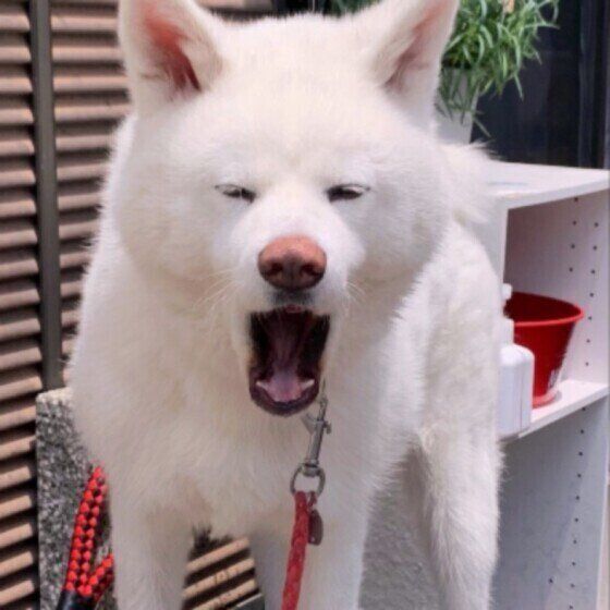 あくびする秋田の女の子