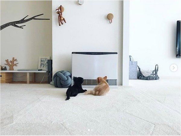 ストーブで温まるチワワ