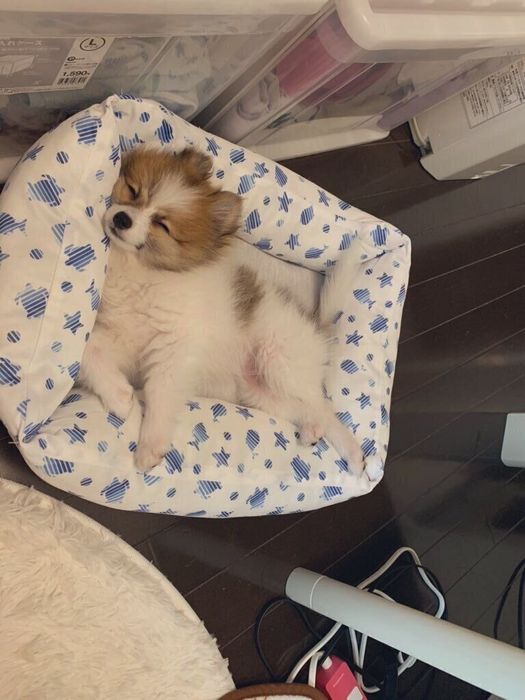 ベッドで眠る生後5カ月のポメラニアン