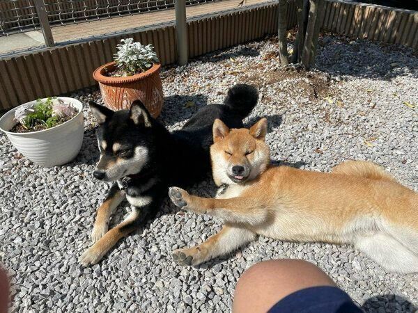 まったりする母犬・福来ちゃん、子犬・幸来くん