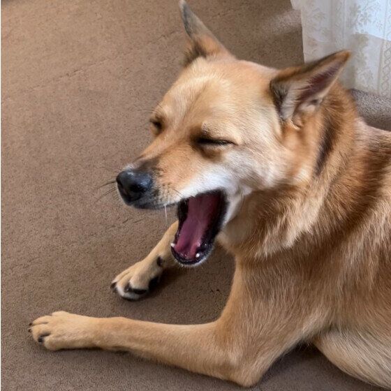あくびをする犬