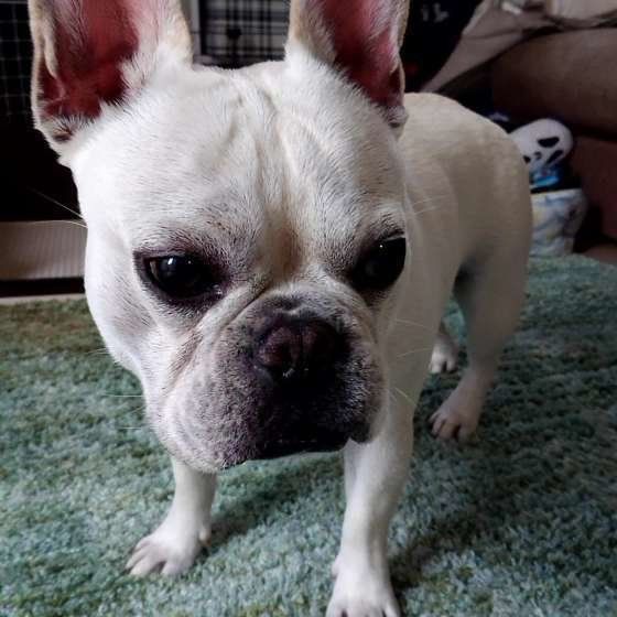 フレンチ・ブルドッグ