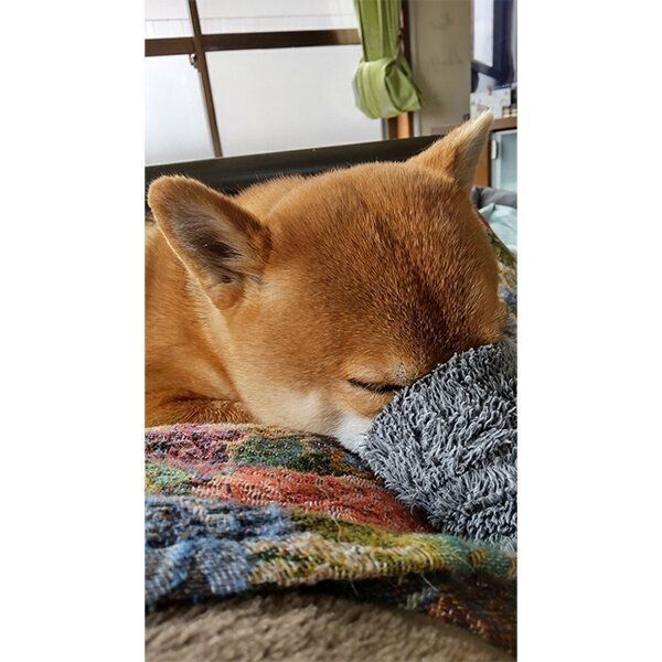 コタツの布団に乗って袖口に鼻を突っ込む福くん